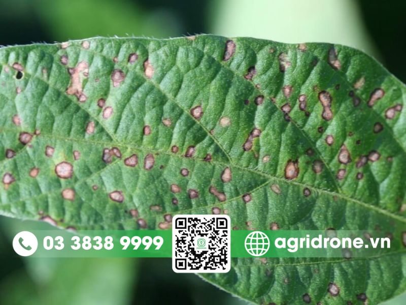 Bệnh đốm lá (đốm mắt ếch, đốm do pestalotia) ổi 