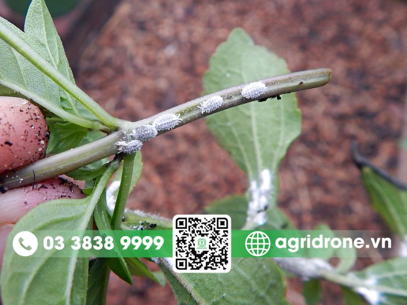 Biện pháp phòng ngừa rệp phấn trắng chủ động