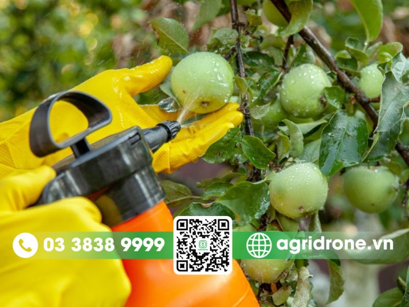 Các giai đoạn quan trọng cần phun phòng trừ bệnh cho táo