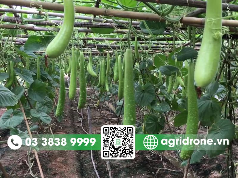 Các loại sâu bệnh chính trên cây bầu thường gặp