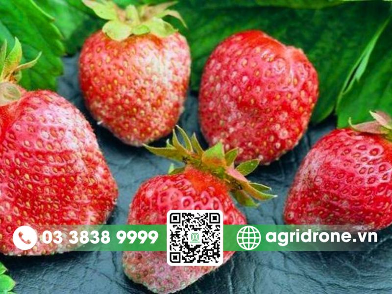 Các loại sâu bệnh thường gặp trên dâu