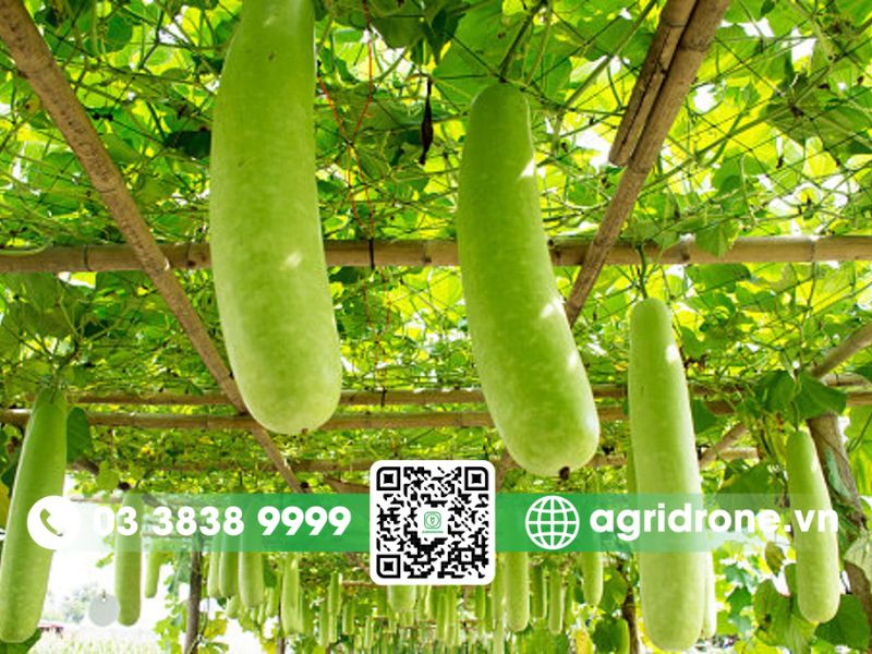 Các phương pháp phun thuốc trừ sâu cho cây bầu hiệu quả vượt trội
