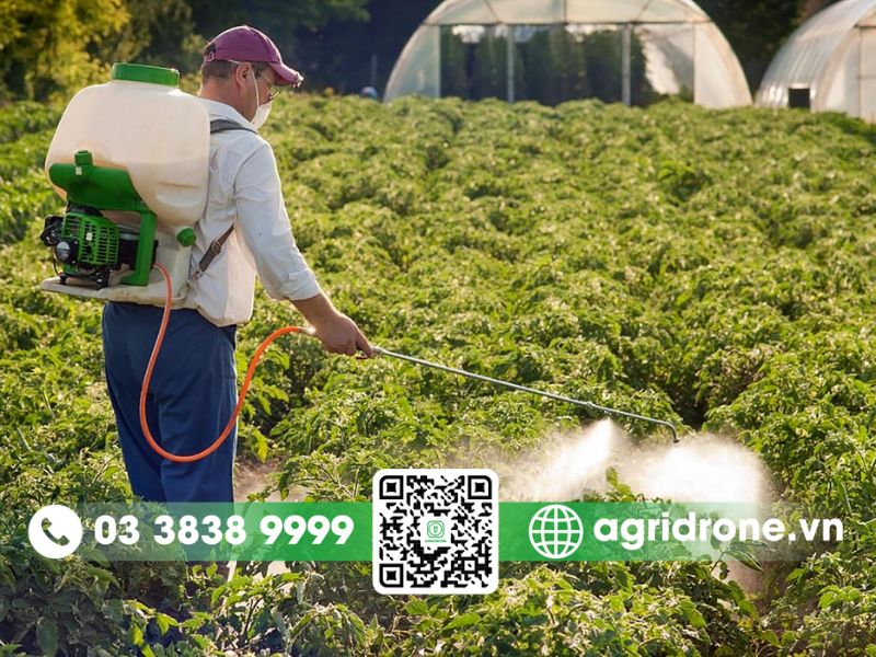Các phương pháp phun thuốc trừ sâu cho dâu tây hiệu quả nhất