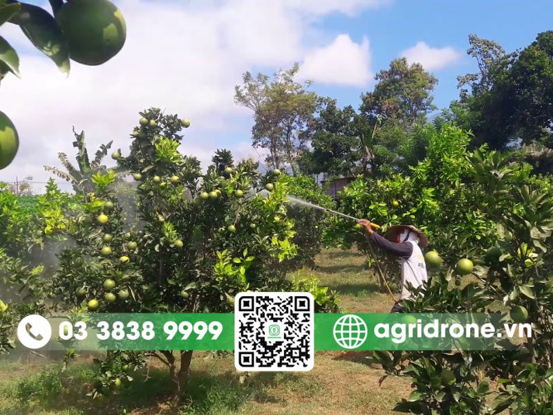 Các phương pháp phun thuốc trừ sâu cho quýt hiện đại
