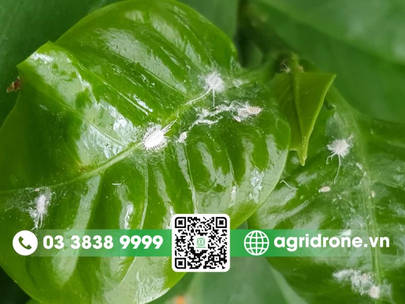 Dấu hiệu nhận biết cây trồng bị rệp phấn trắng tấn công