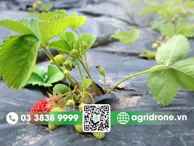 Những lưu ý quan trọng để phun thuốc trừ sâu cho cây dâu an toàn
