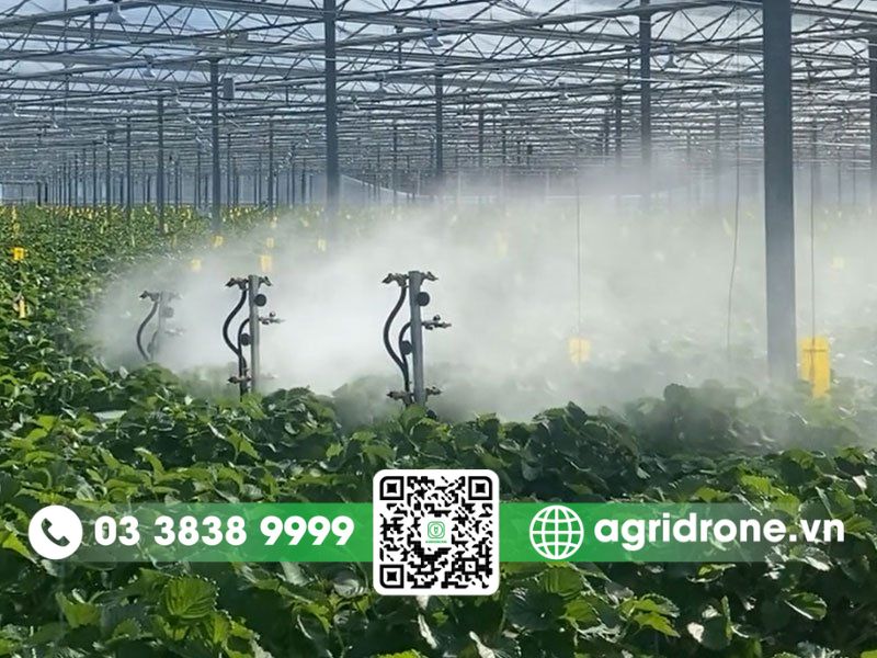 Phun thuốc bằng hệ thống tưới nhỏ giọt kết hợp 