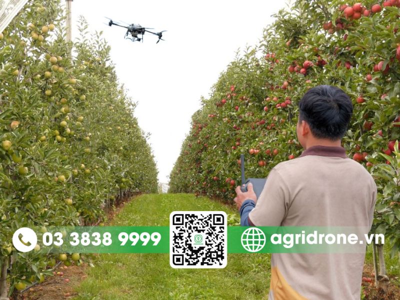Phun thuốc cho cây táo bằng drone nông nghiệp