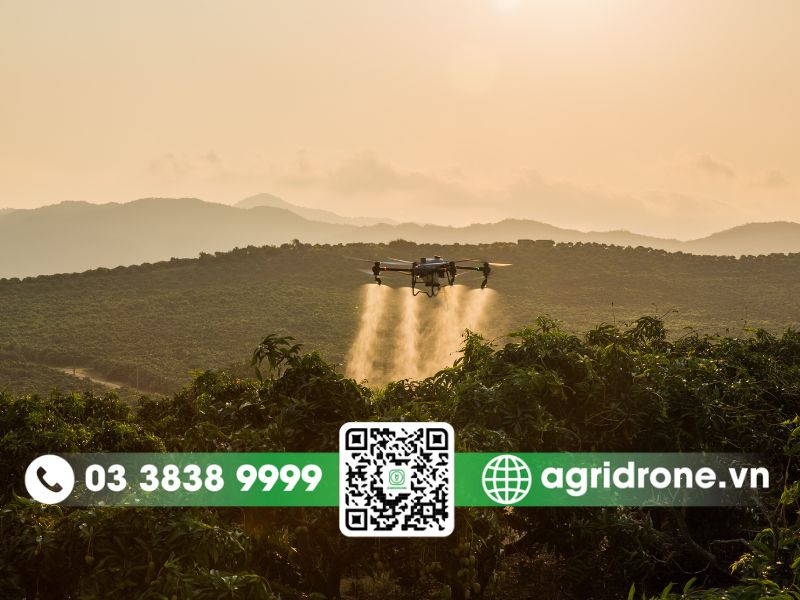 Phun thuốc cho quýt bằng drone nông nghiệp 