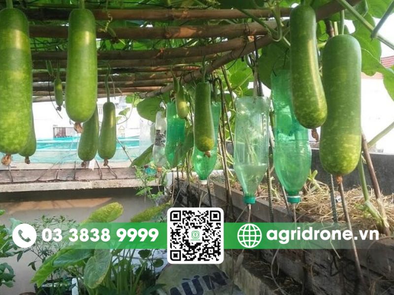 Quy trình phun thuốc cho bầu đúng kỹ thuật