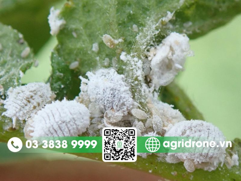 Rệp phấn trắng là gì? Dấu hiệu và cách phòng trừ trên cây trồng