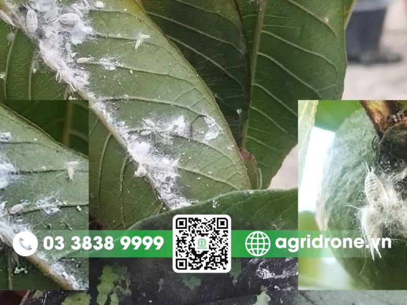Rệp sáp, rệp phấn trắng, rệp dính trên cây ổi 