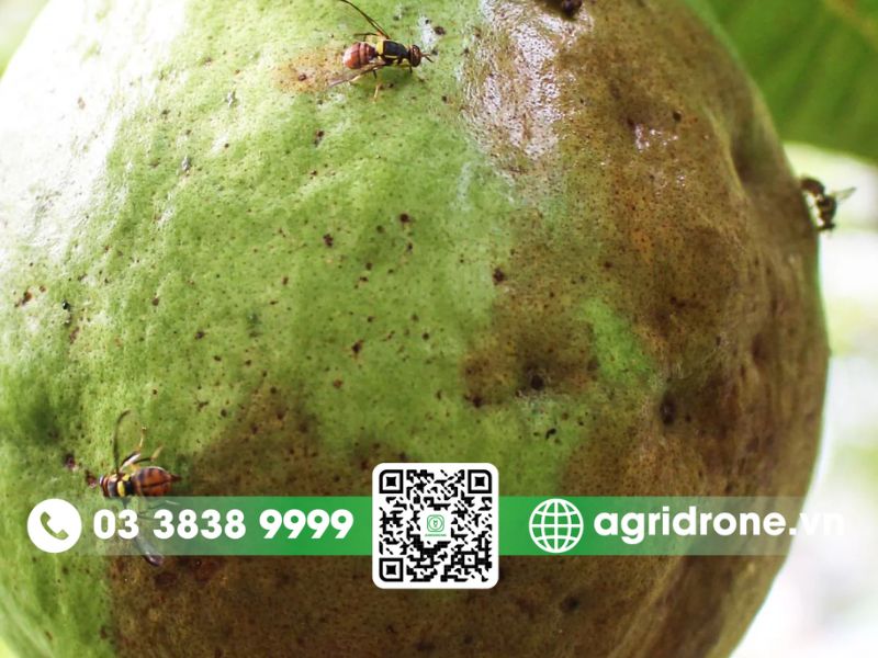 Ruồi đục quả cây ổi 