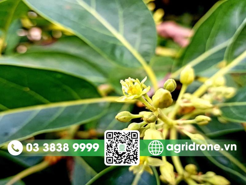 Bí quyết tăng tỷ lệ đậu quả bằng kỹ thuật thụ phấn