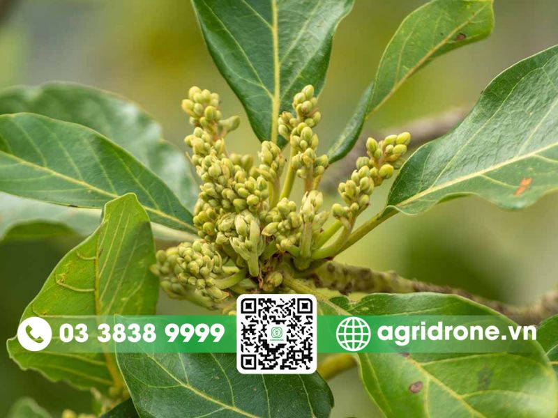 Biện pháp xử lý khi cây bơ không ra hoa