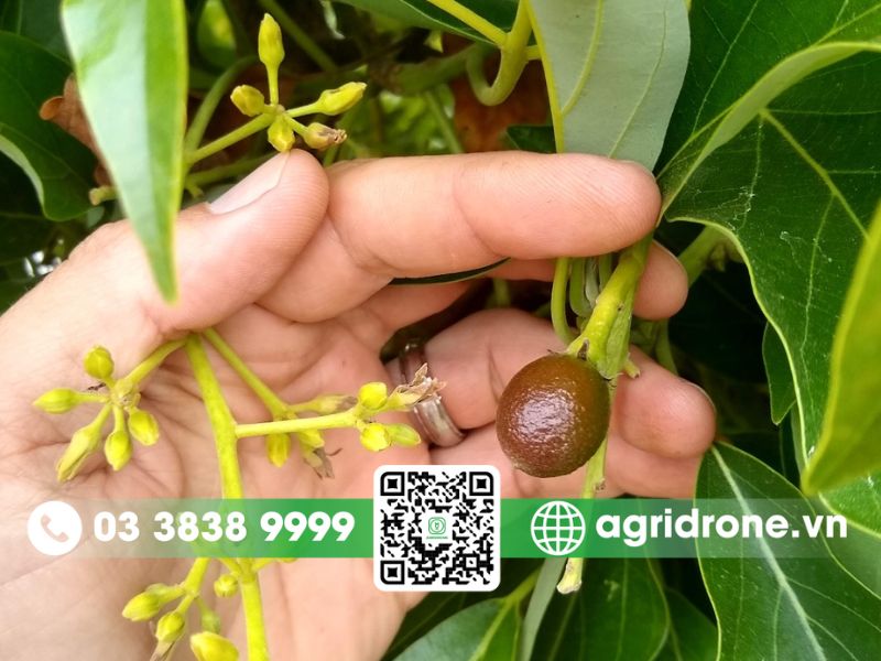 Cây bơ ra hoa vào tháng mấy? cách xử lý chậm ra hoa
