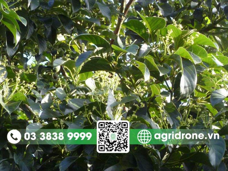 Cây bơ ra hoa vào tháng mấy?