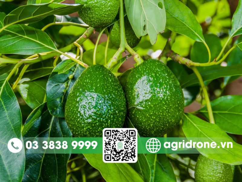 Cây bơ trồng bao lâu có trái?