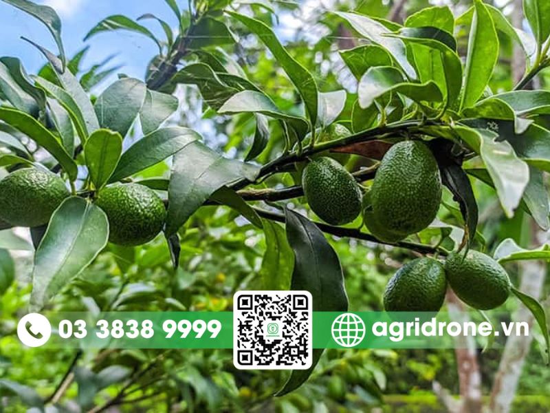 Chuẩn bị trước khi trồng bơ