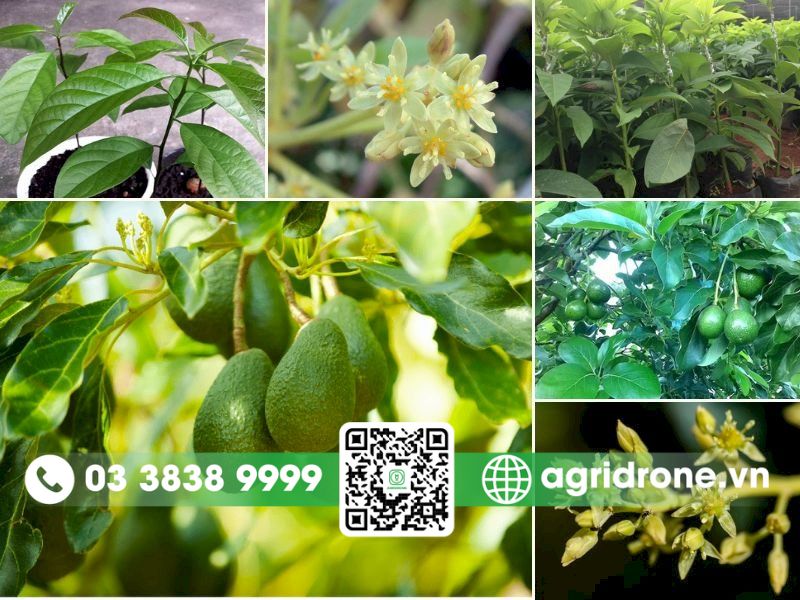 Đặc điểm hình thái cây bơ