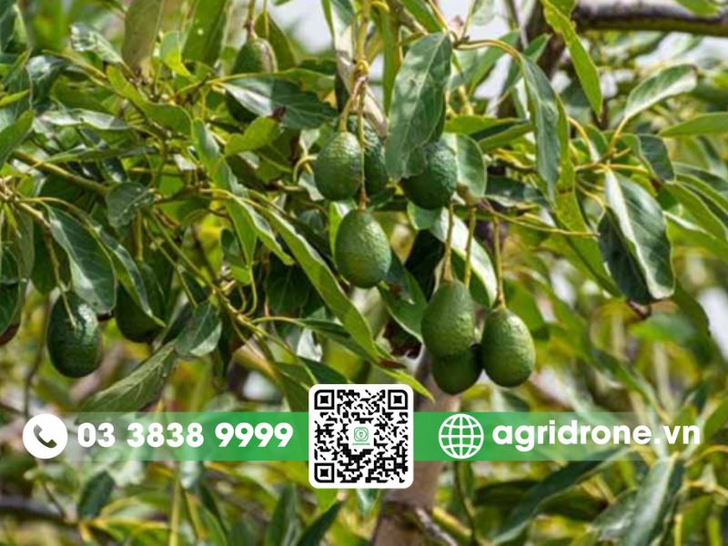 Đặc điểm sinh trưởng của cây bơ mà nhà nông cần nắm rõ
