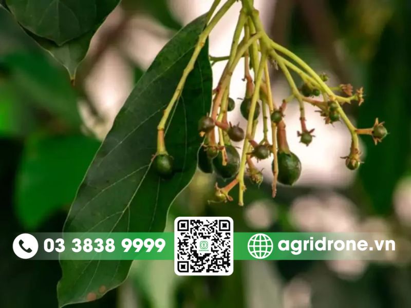Dấu hiệu cây bơ chuẩn bị ra hoa và kết trái