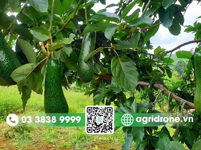 Hướng dẫn hái và ủ bơ đúng kỹ thuật