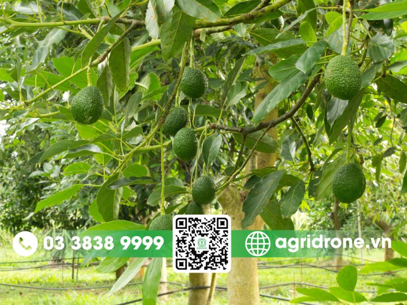 Khoảng cách trồng cây bơ bao nhiêu là chuẩn?