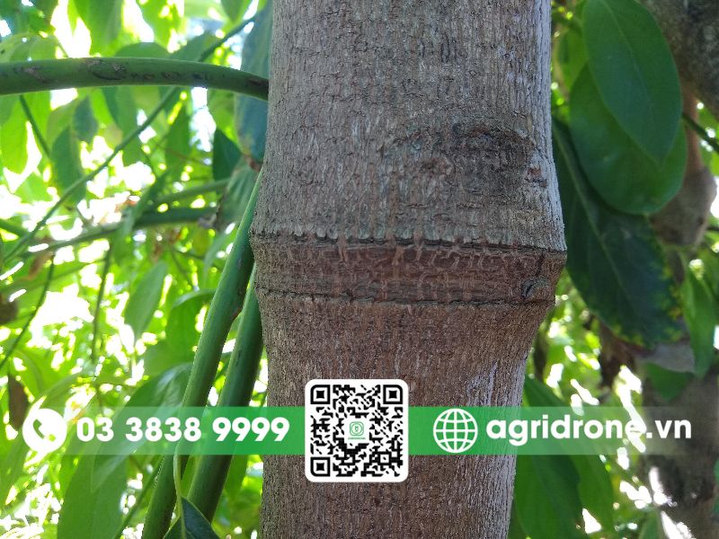 Khoanh vỏ cây bơ là gì?