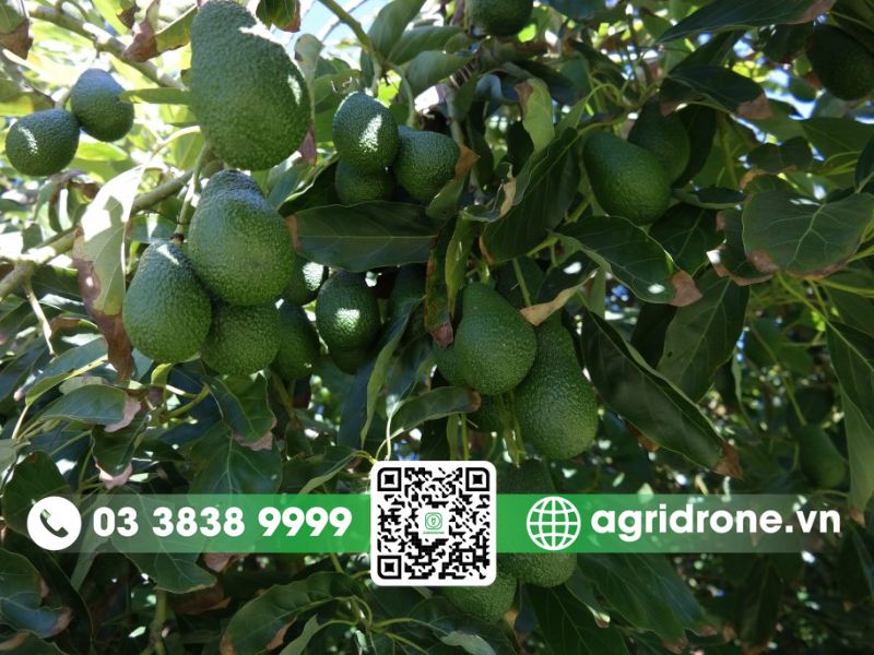 Kỹ thuật chăm sóc cây bơ để cây khỏe, quả ngon