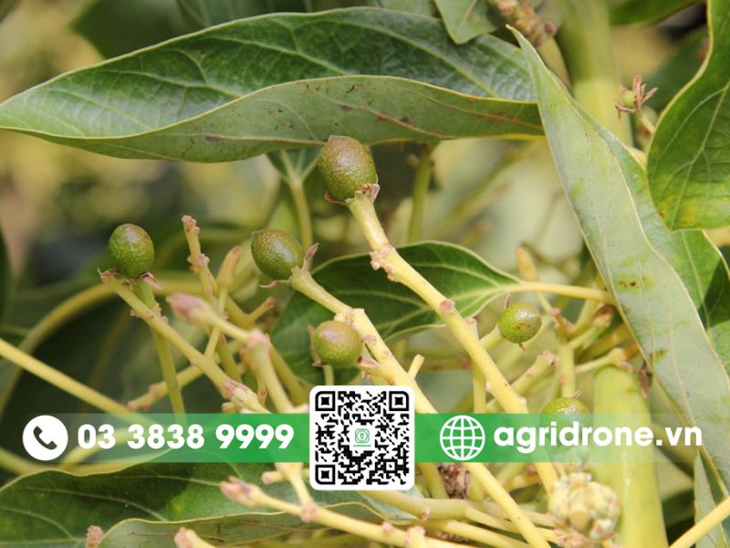 Kỹ thuật chăm sóc cây bơ sai hoa, tăng tỷ lệ đậu trái