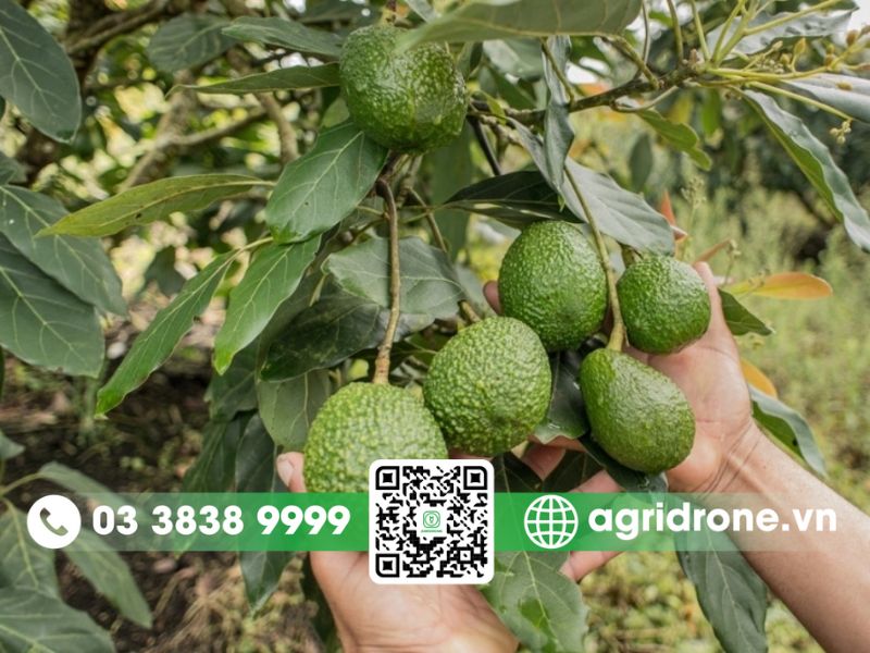 Kỹ thuật trồng và chăm sóc cây bơ cho năng suất cao