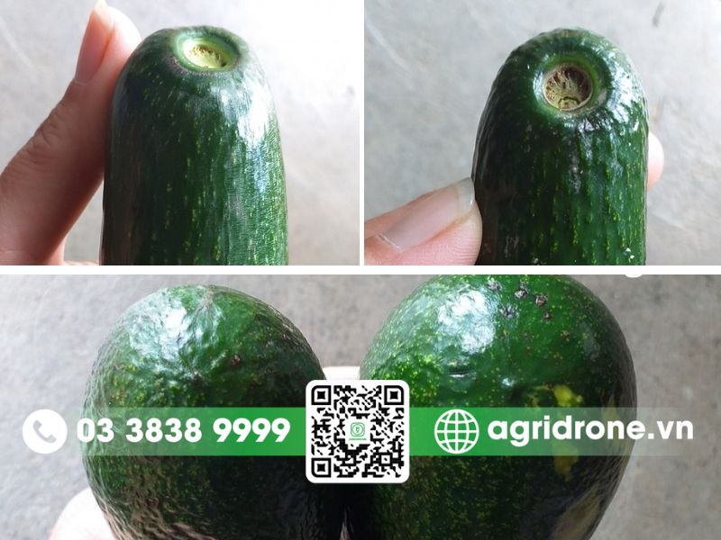 Phân biệt bơ già chín cây tự nhiên và bơ non bị chín ép