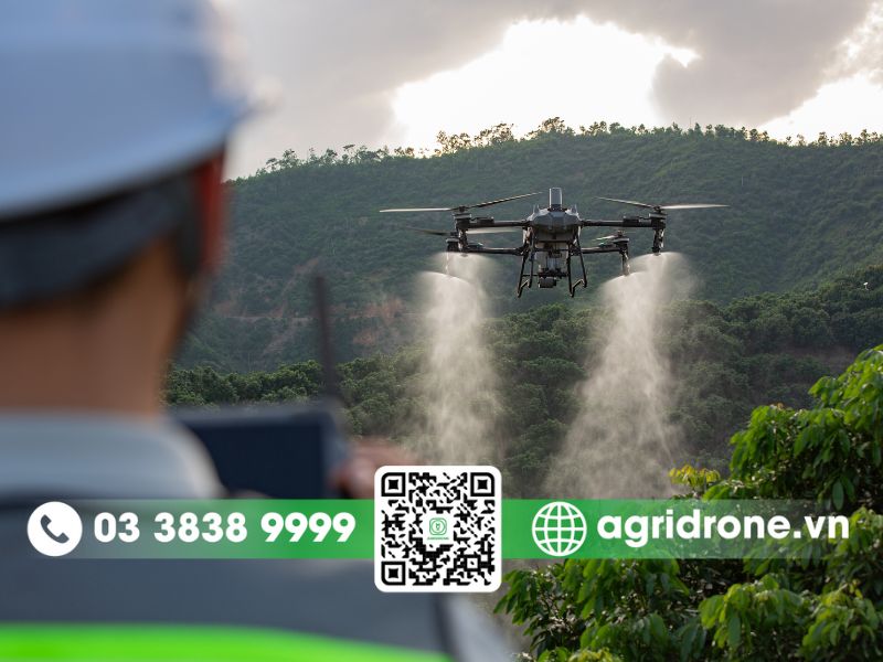 Quy trình phun thuốc cho cây bơ bằng drone đúng kỹ thuật