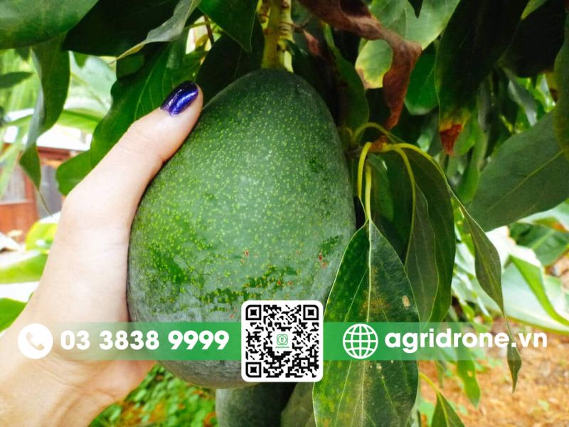 Tại sao bơ không chín mềm trên cây?