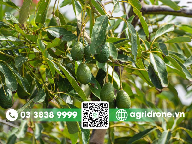Tại sao cây bơ 4-5 năm tuổi vẫn chưa ra trái?