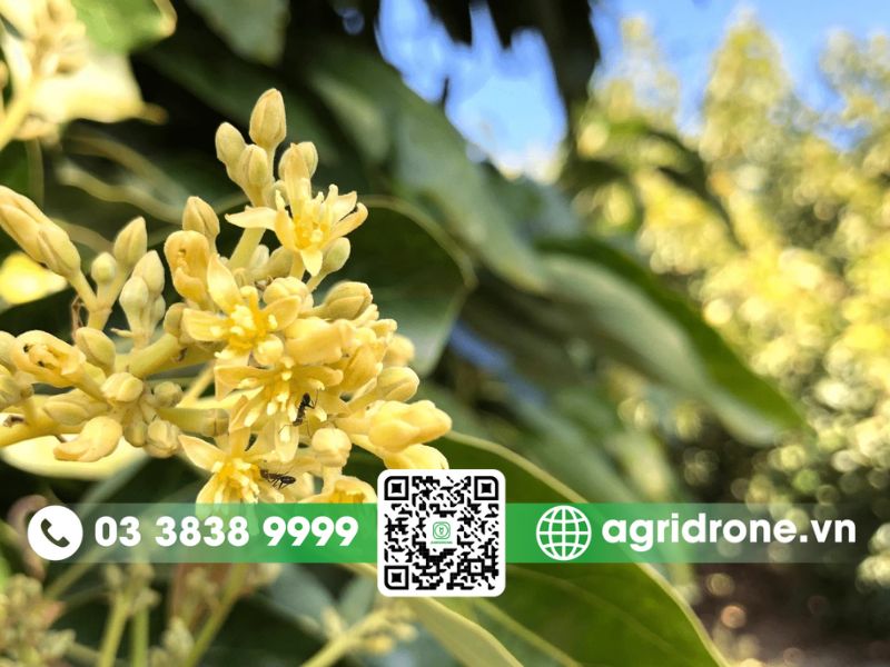 Tại sao cây bơ lâu năm không ra hoa?