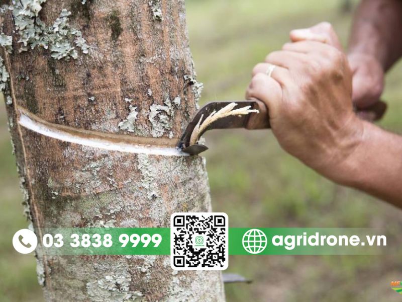 Thời điểm để khoanh vỏ cây bơ tốt nhất