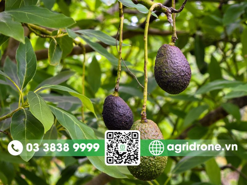 Thời gian ra trái của từng giống bơ phổ biến