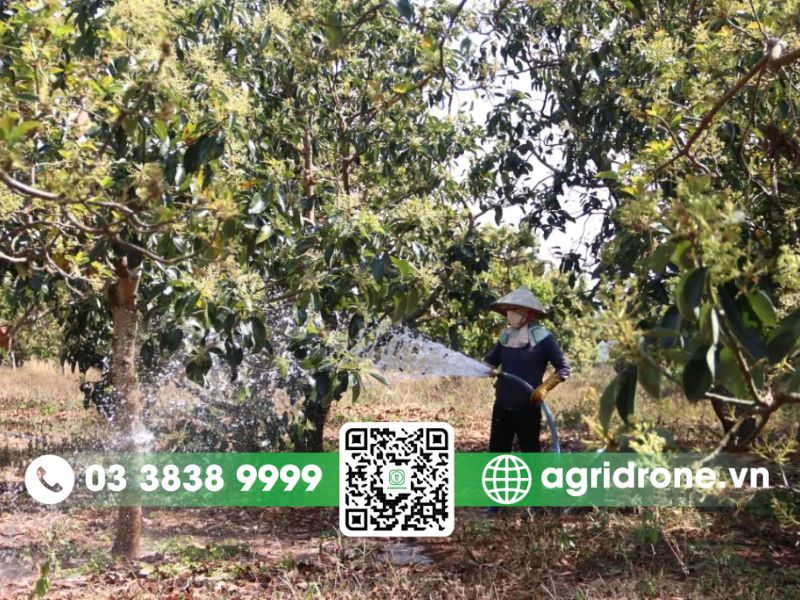Hướng dẫn khắc phục cho từng nguyên nhân khiến bơ bị vàng lá